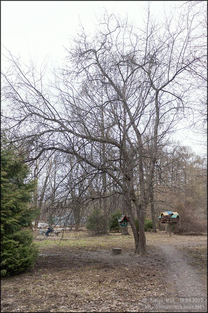 © 19.04.2022, Sirius_MSK Бирюлёвский дендропарк, 19.04.2022
