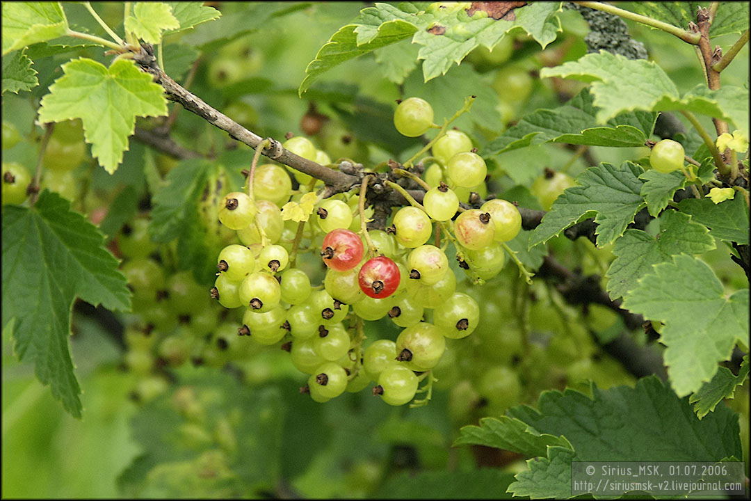 Фруктовый сад «Загорье», 01.07.2006