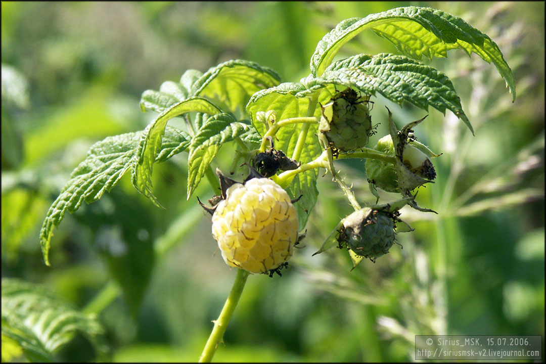 Фруктовый сад «Загорье», 15.07.2006