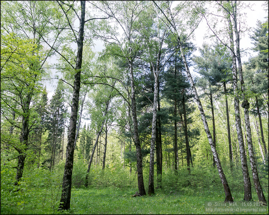 Бирюлёвский дендропарк, 15.05.2024