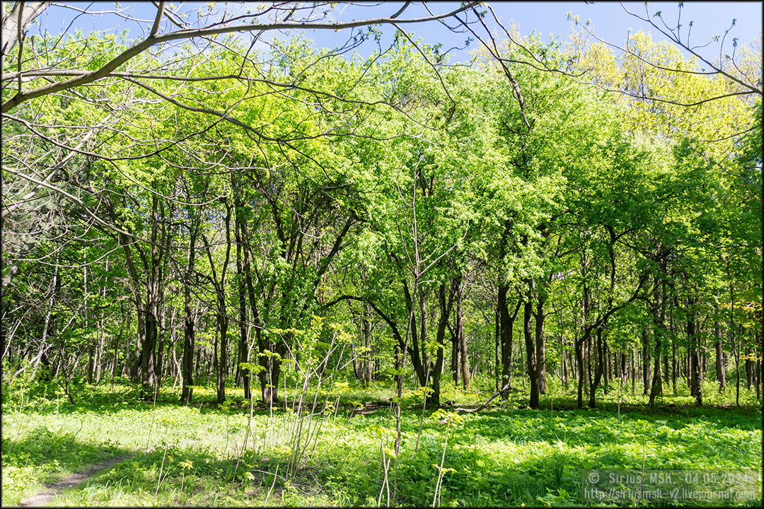 Бирюлёвский дендропарк, 04.05.2024