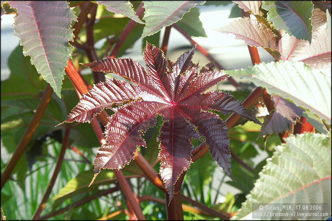 IV МГФЦиЛД «50 Лужникам», 17.08.2006