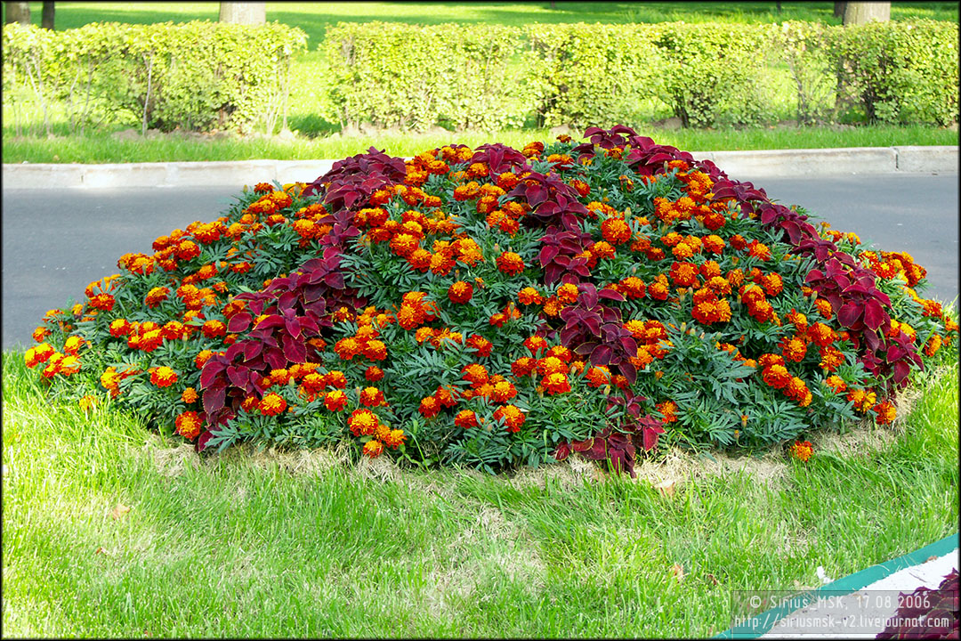 IV МГФЦиЛД «50 Лужникам», 17.08.2006