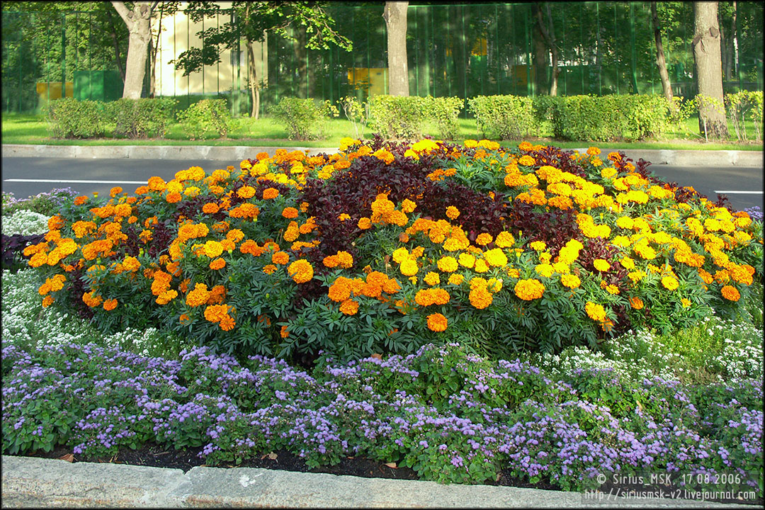 IV МГФЦиЛД «50 Лужникам», 17.08.2006