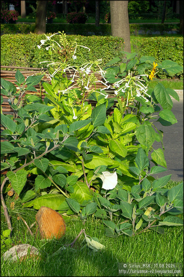 IV МГФЦиЛД «50 Лужникам», 17.08.2006