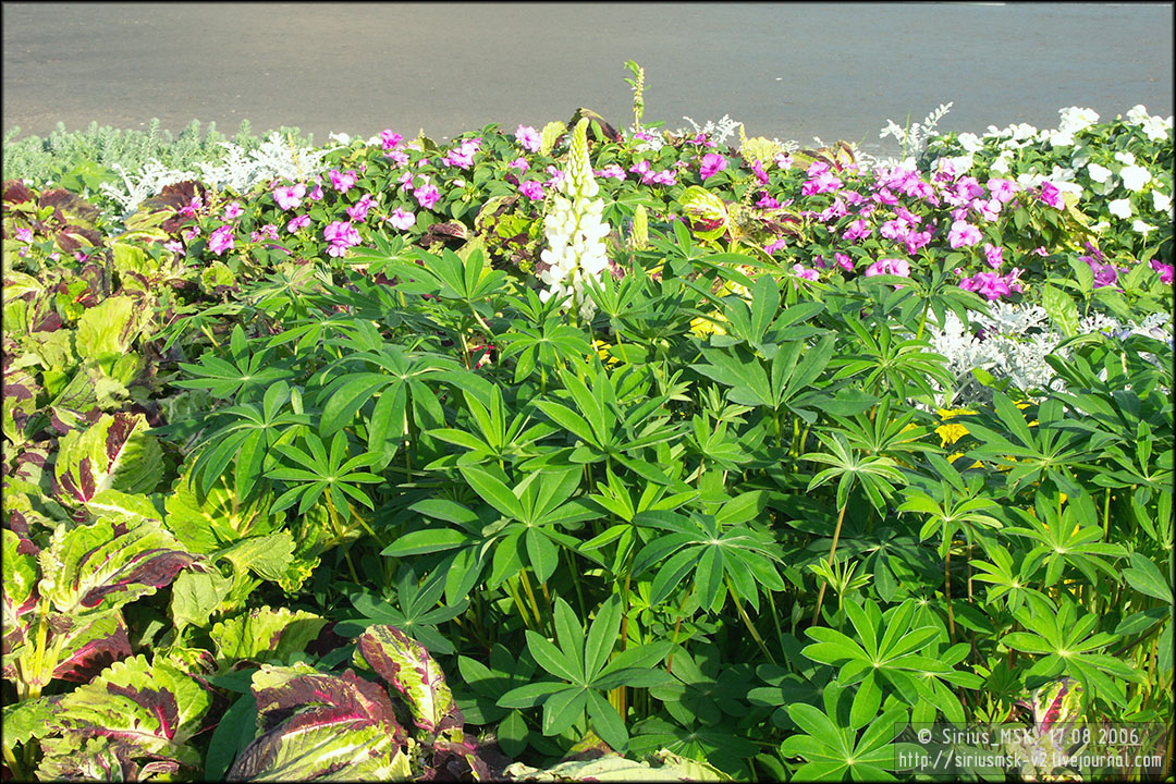 IV МГФЦиЛД «50 Лужникам», 17.08.2006