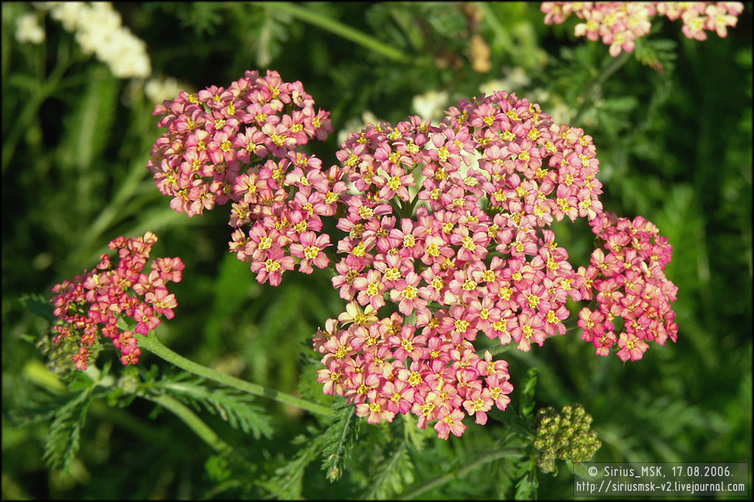 IV МГФЦиЛД «50 Лужникам», 17.08.2006