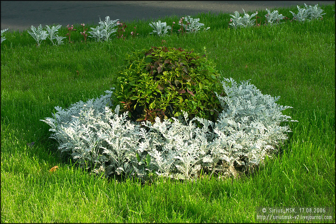 IV МГФЦиЛД «50 Лужникам», 17.08.2006