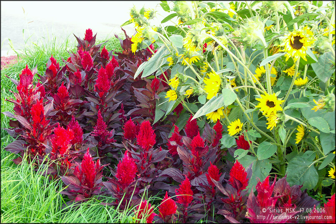 IV МГФЦиЛД «50 Лужникам», 17.08.2006