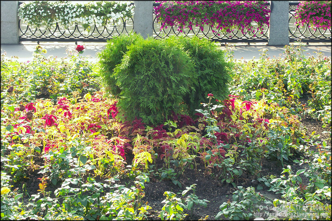 IV МГФЦиЛД «50 Лужникам», 17.08.2006