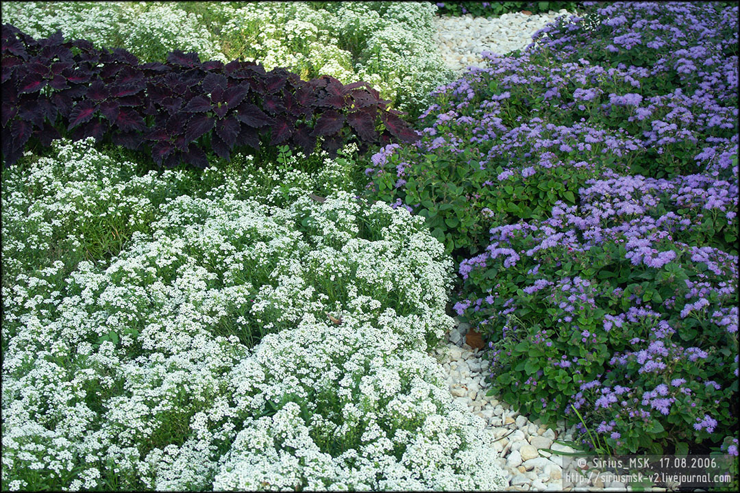 IV МГФЦиЛД «50 Лужникам», 17.08.2006