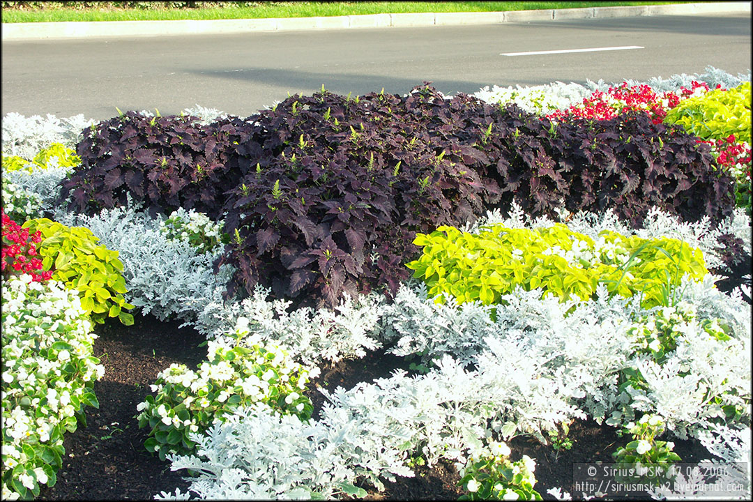 IV МГФЦиЛД «50 Лужникам», 17.08.2006