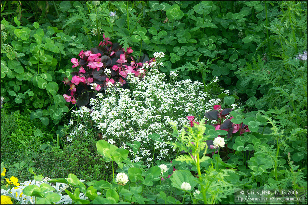 IV МГФЦиЛД «50 Лужникам», 17.08.2006