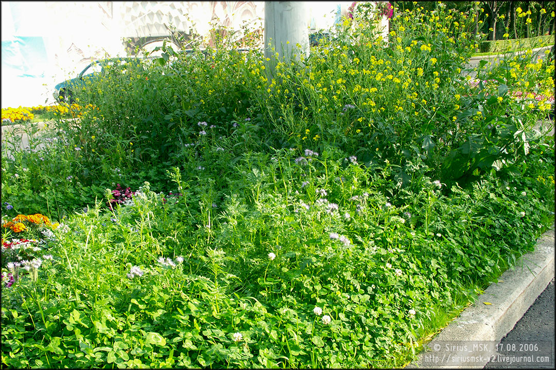 IV МГФЦиЛД «50 Лужникам», 17.08.2006