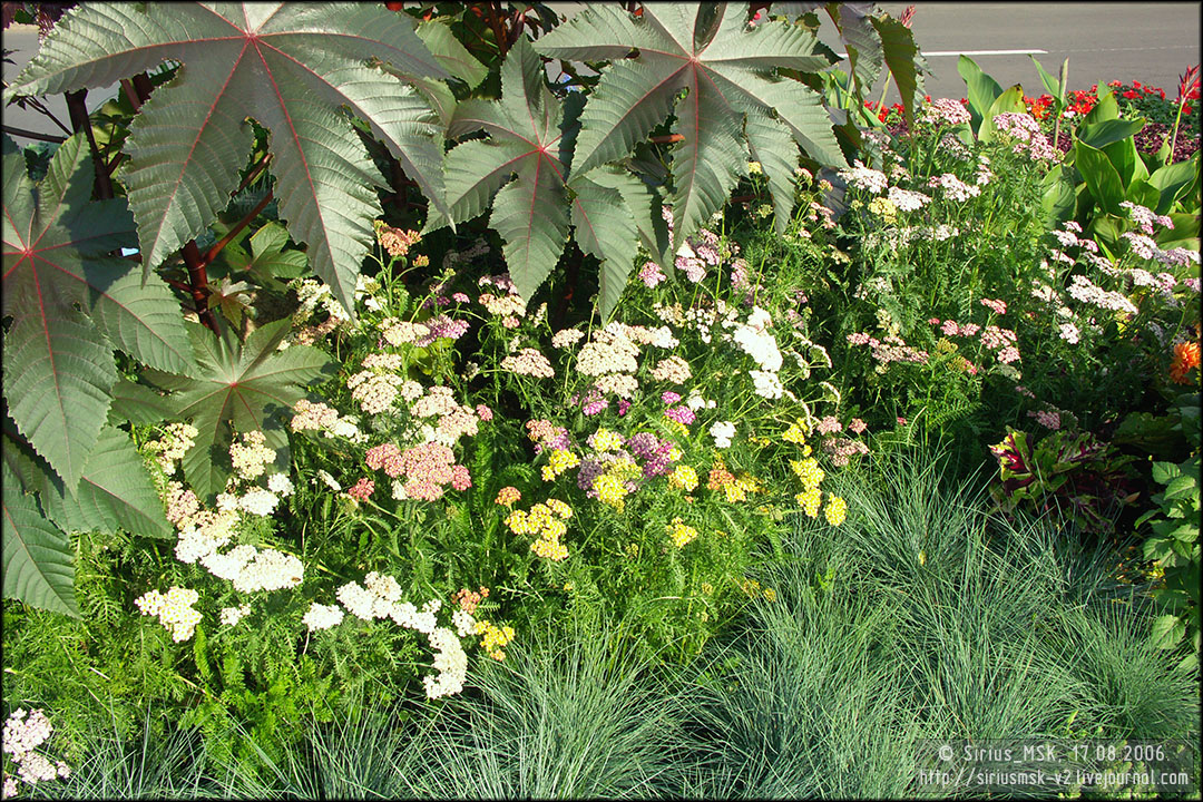 IV МГФЦиЛД «50 Лужникам», 17.08.2006