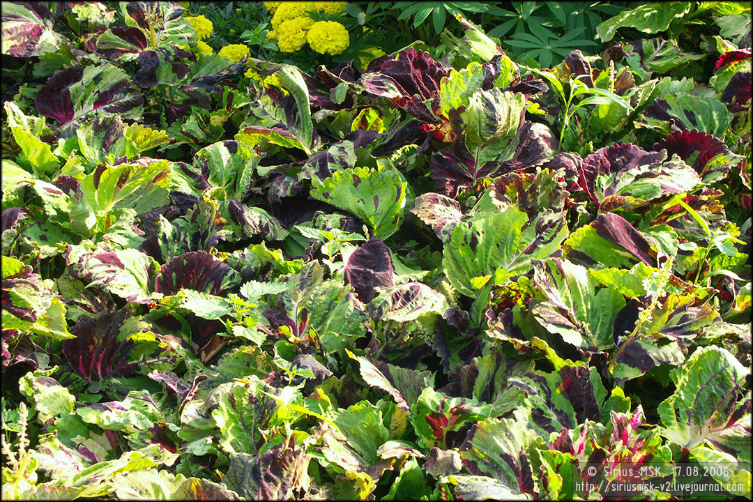 IV МГФЦиЛД «50 Лужникам», 17.08.2006