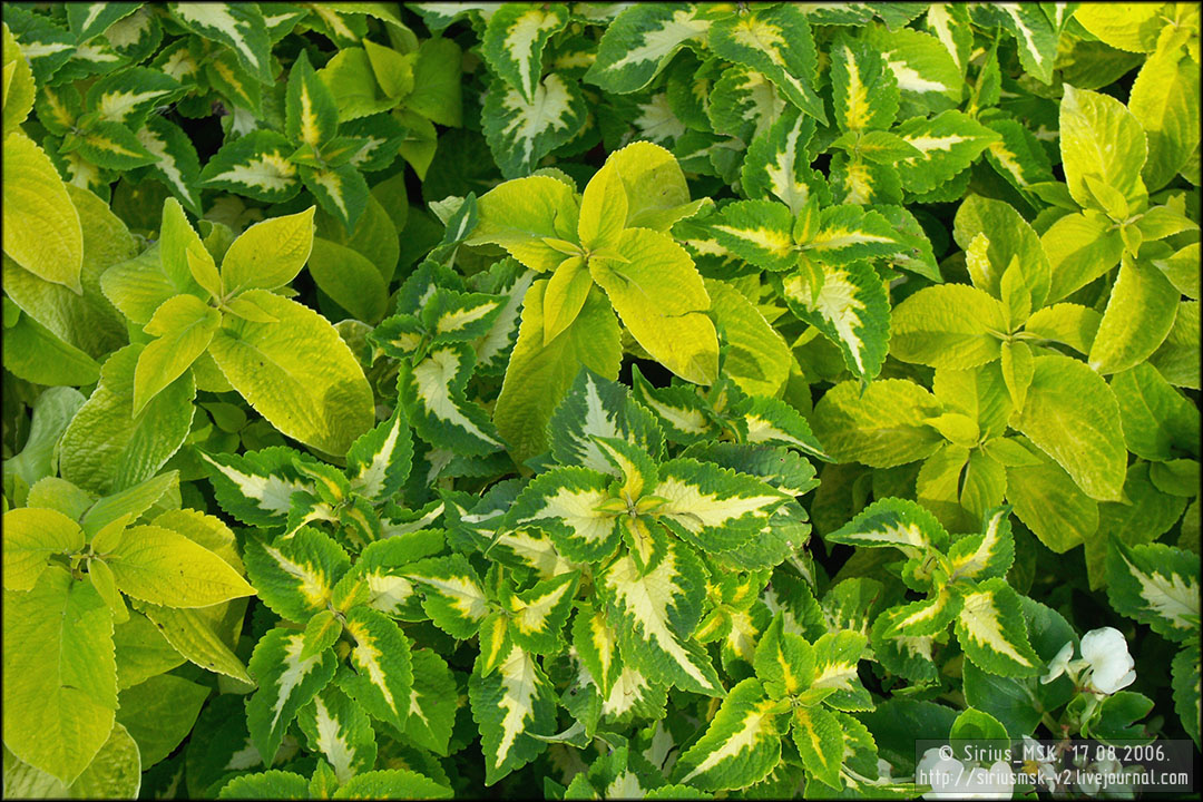 IV МГФЦиЛД «50 Лужникам», 17.08.2006