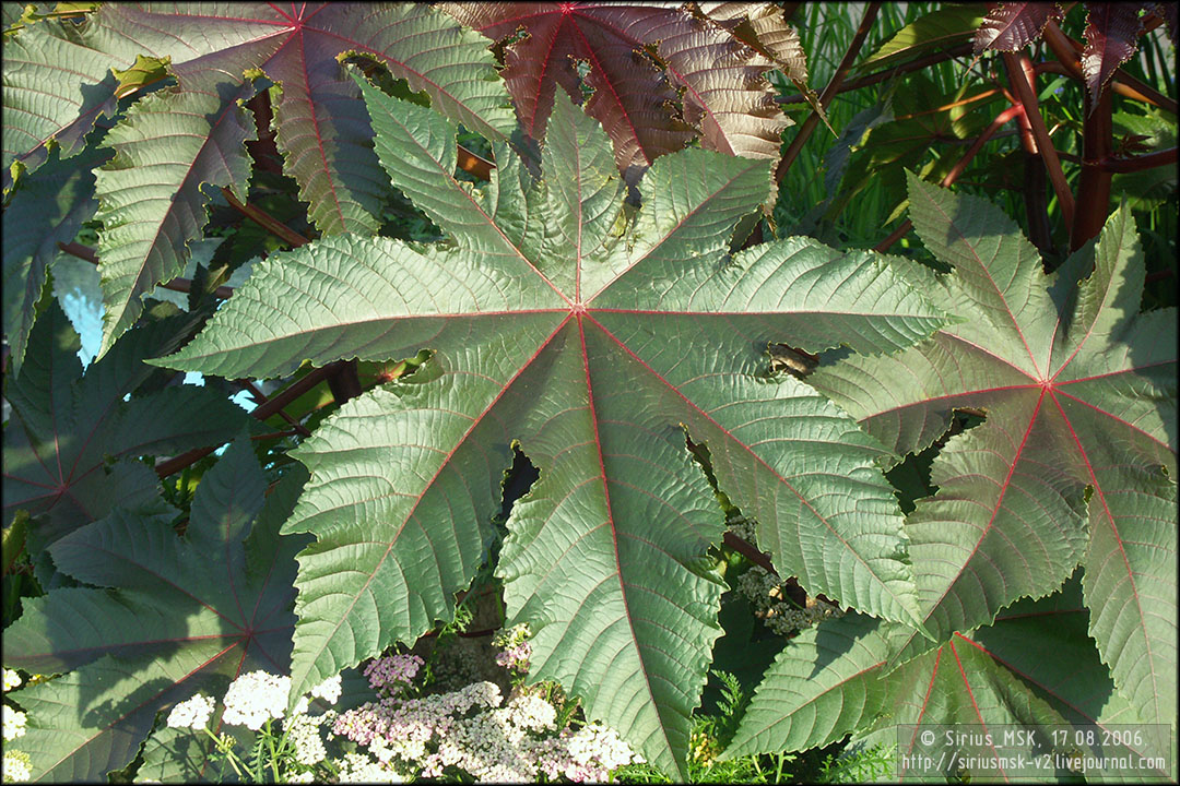 IV МГФЦиЛД «50 Лужникам», 17.08.2006