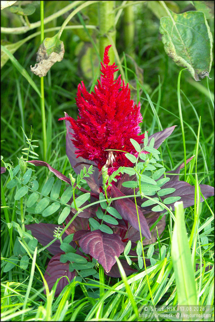 IV МГФЦиЛД «50 Лужникам», 17.08.2006