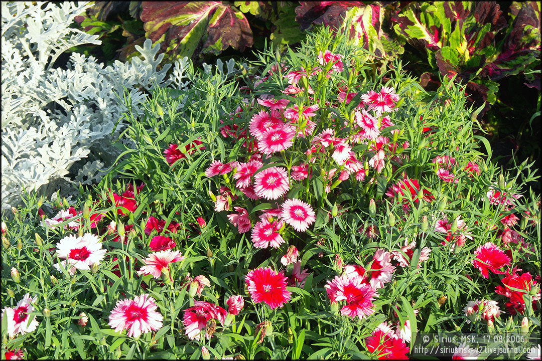 IV МГФЦиЛД «50 Лужникам», 17.08.2006