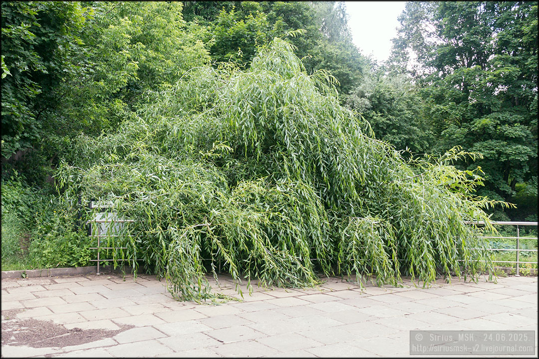 Бирюлёвский дендропарк, 24.06.2025
