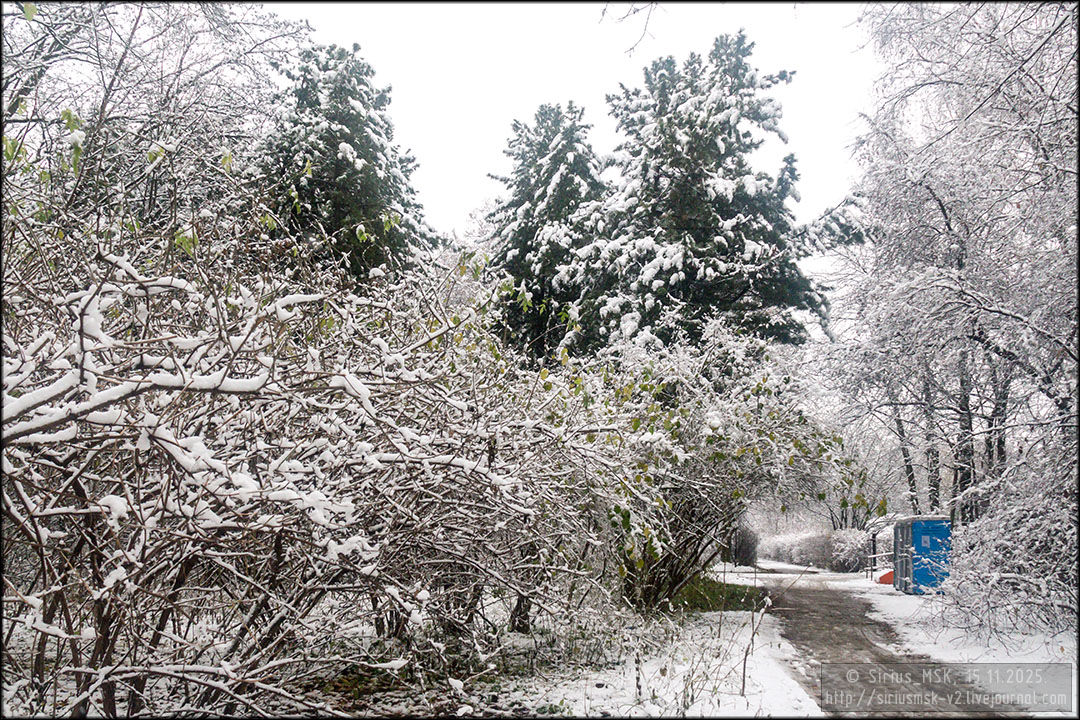 Бирюлёвский дендропарк, 15.11.2025