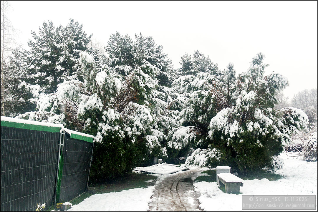 Бирюлёвский дендропарк, 15.11.2025