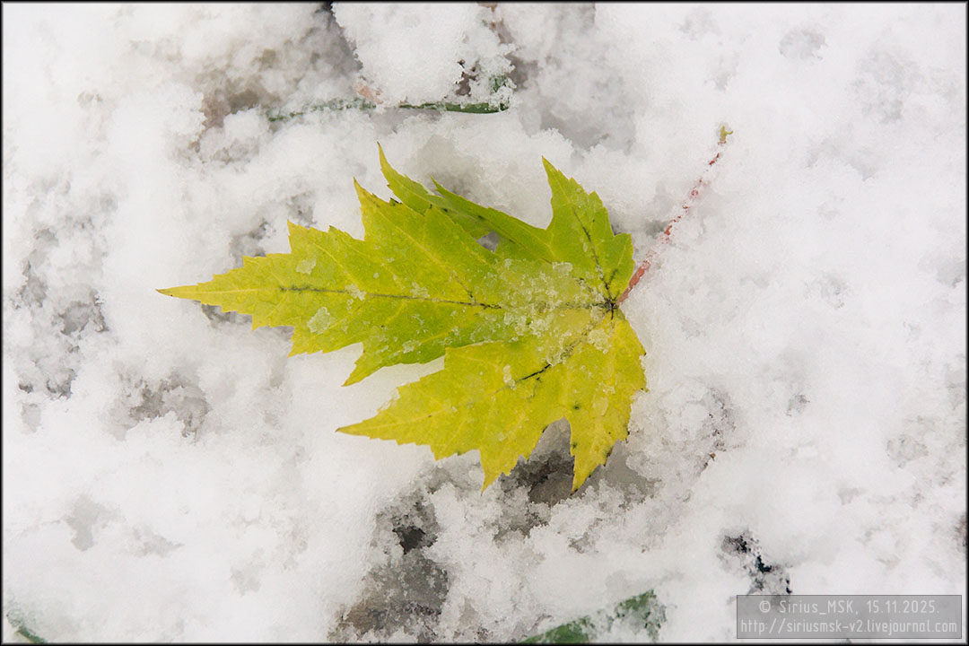 Бирюлёвский дендропарк, 15.11.2025