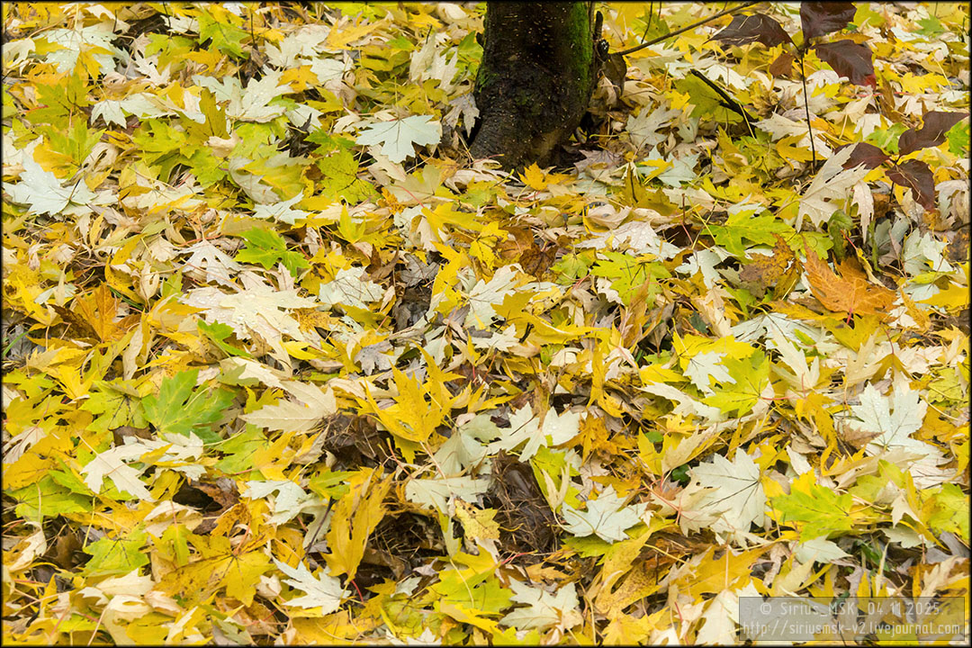 Бирюлёвский дендропарк, 04.11.2025
