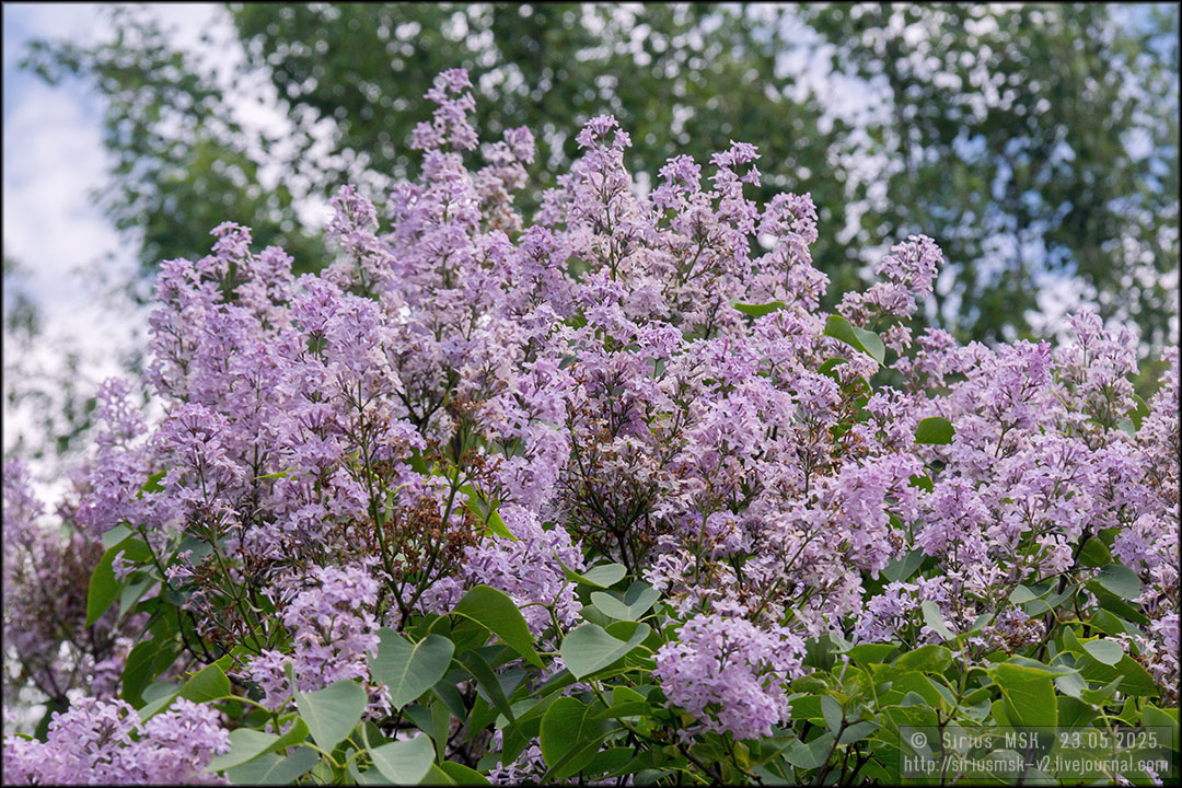 Бирюлёвский дендропарк, 23.05.2025