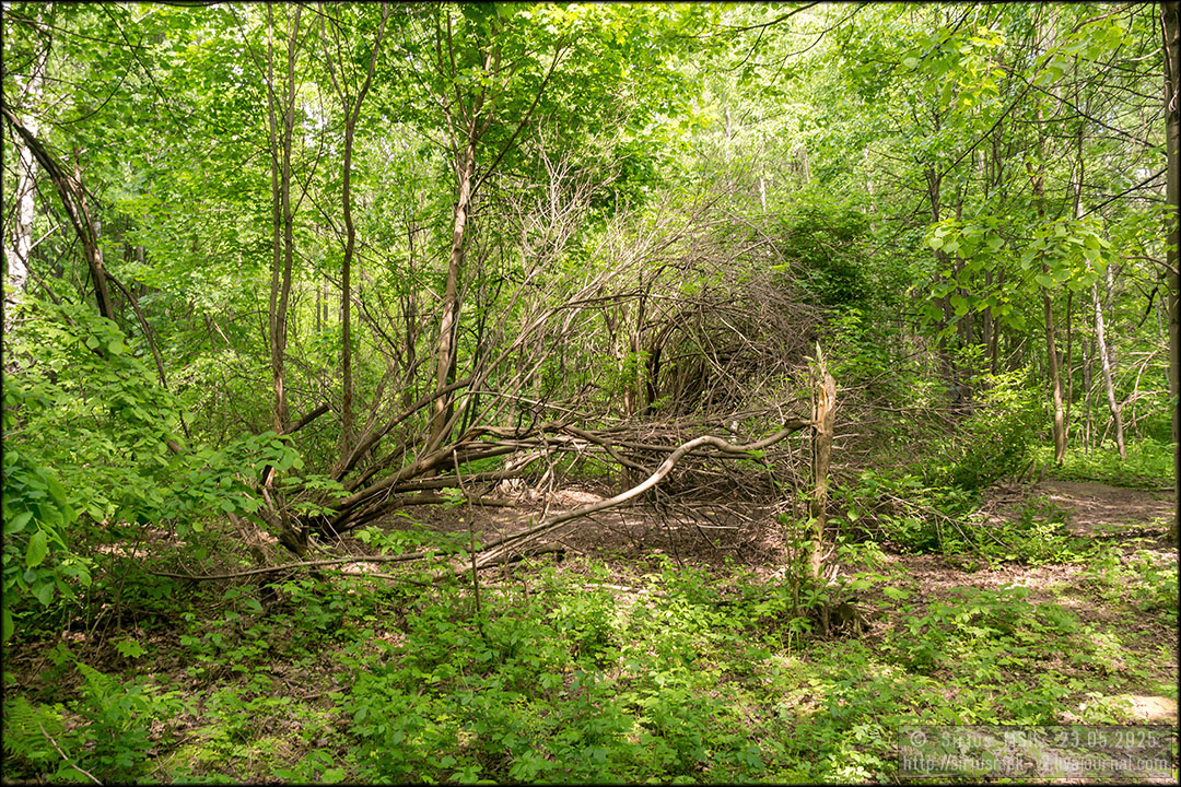 Бирюлёвский дендропарк, 23.05.2025
