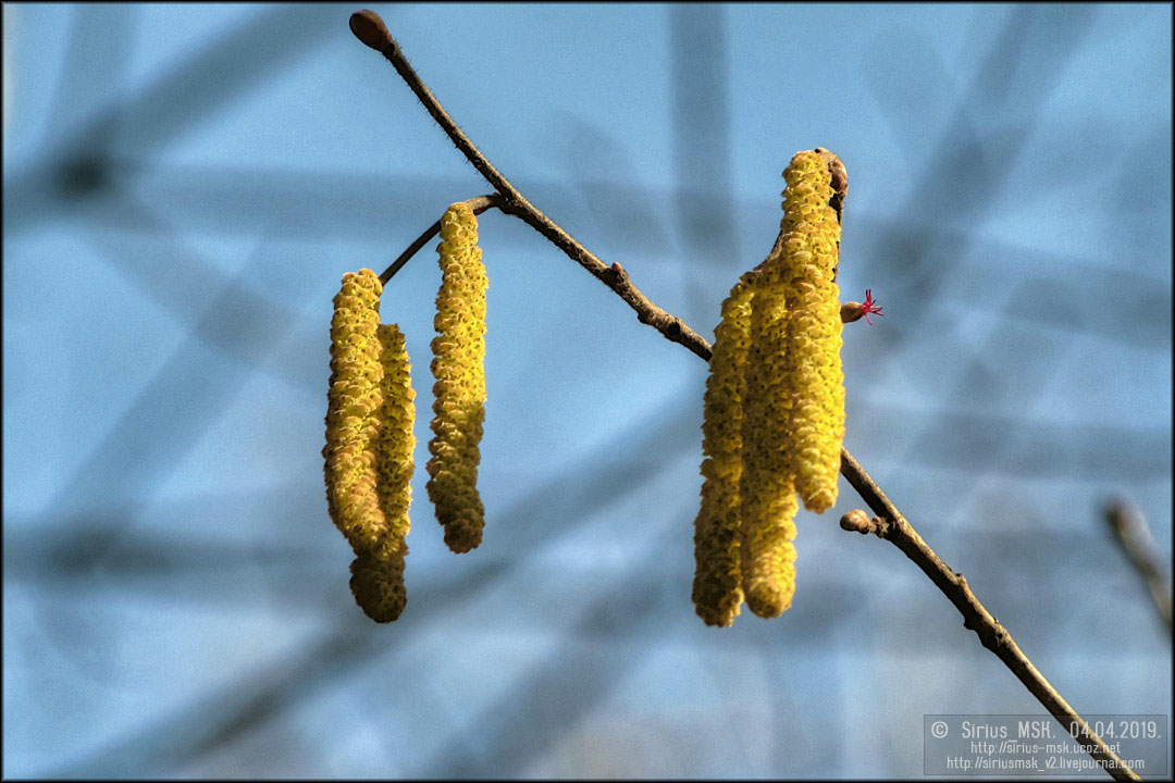 ПИП «Царицыно», Бирюлёвский дендропарк, 04.04.2019