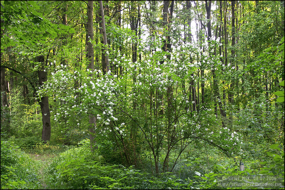 Бирюлёвский лесопарк, 08.07.2006