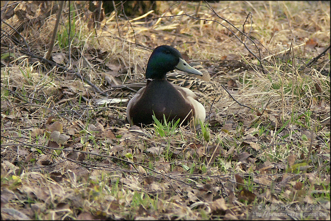 Бирюлёвский лесопарк, 21.04.2006