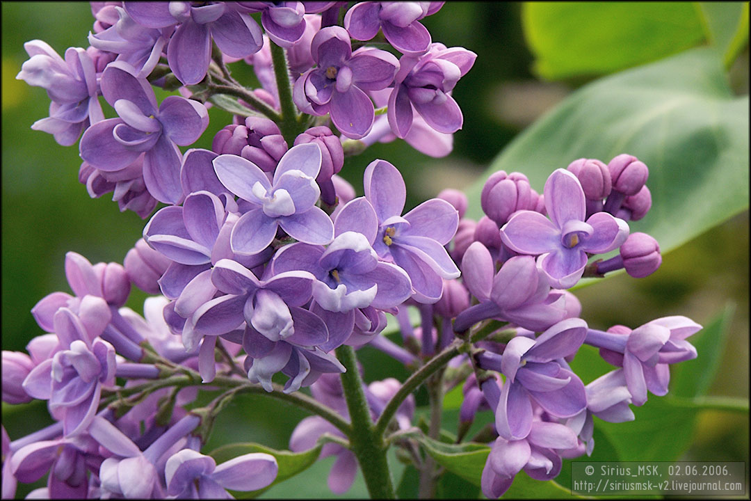 Бирюлёвский лесопарк, 29.04.2006