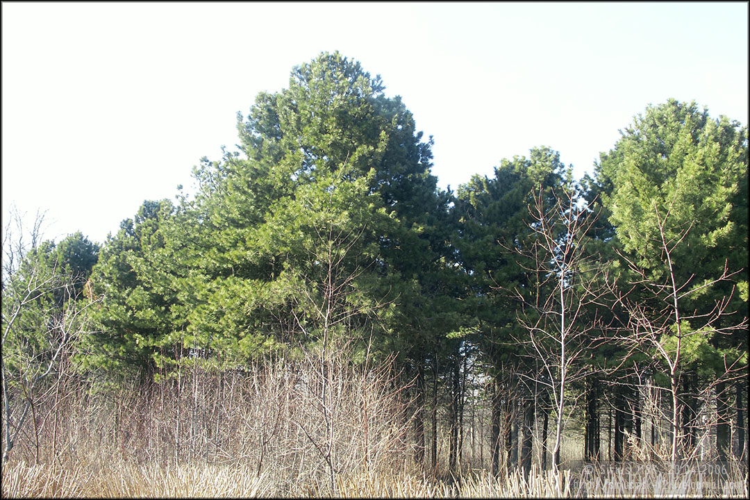 Бирюлёвский дендропарк, 20.04.2006