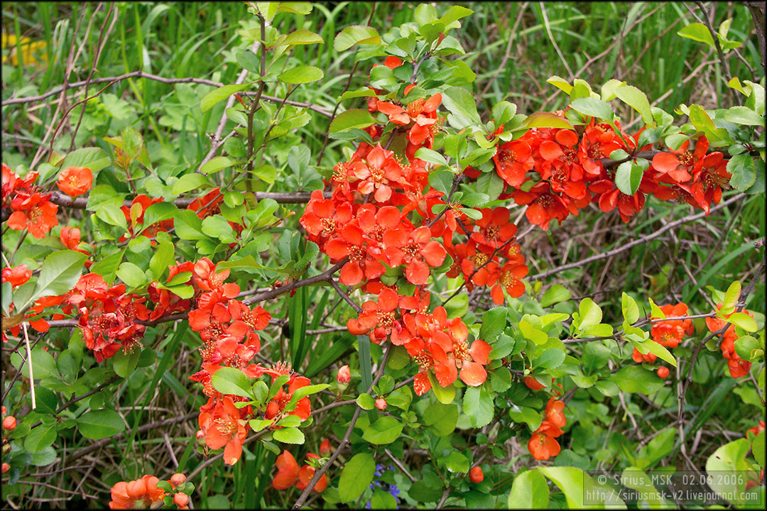 Бирюлёвский лесопарк, 29.04.2006