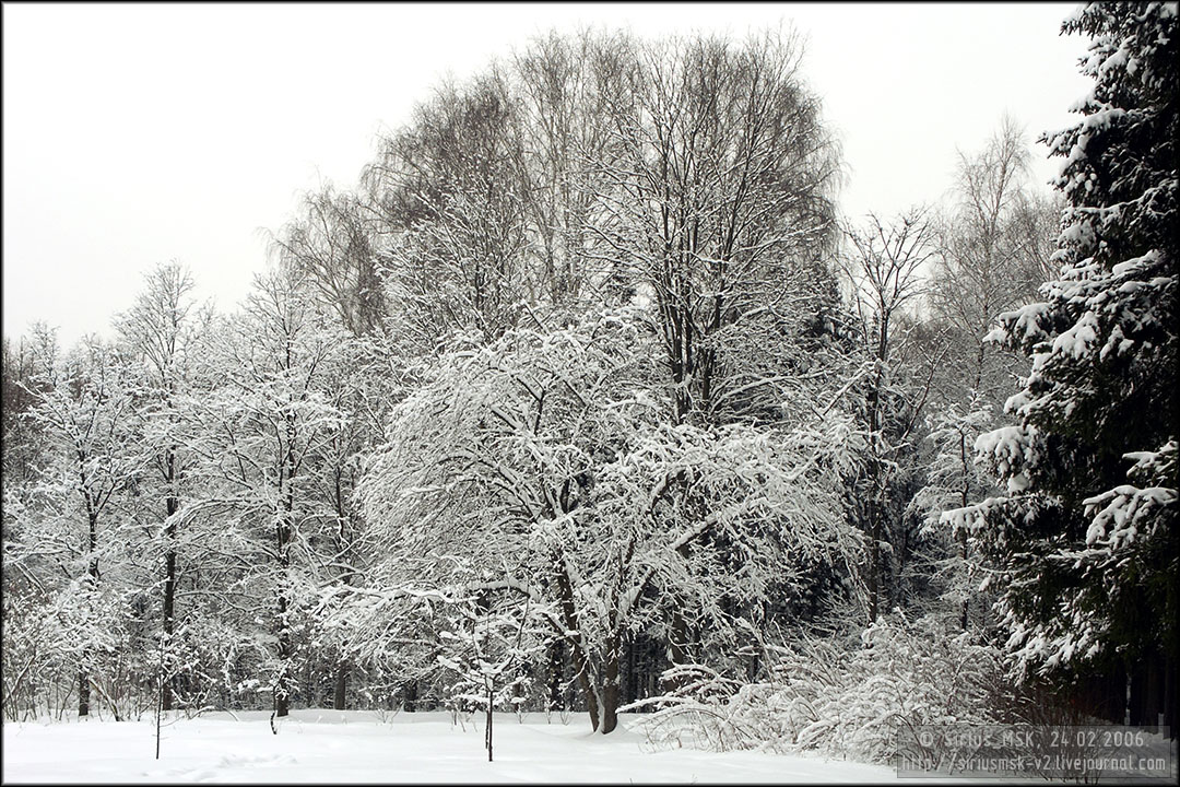 Бирюлёвский дендропарк, 24.02.2006