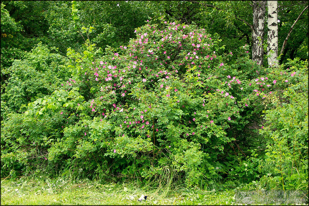 Бирюлёвский лесопарк, 29.04.2006