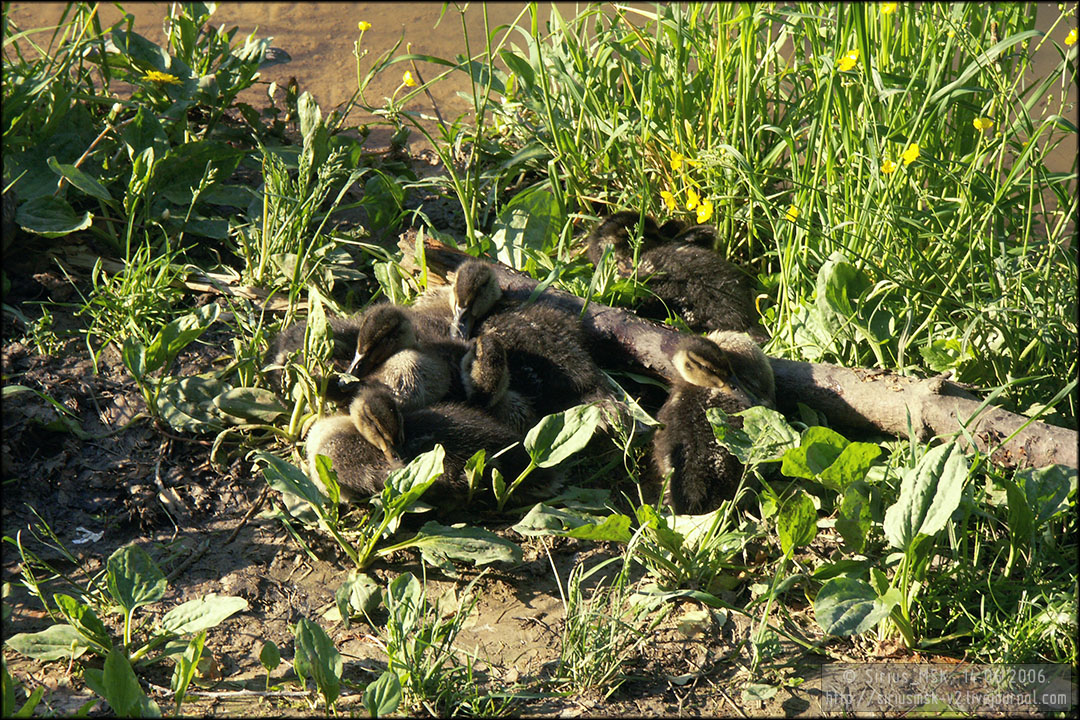 Бирюлёвский лесопарк, 29.04.2006