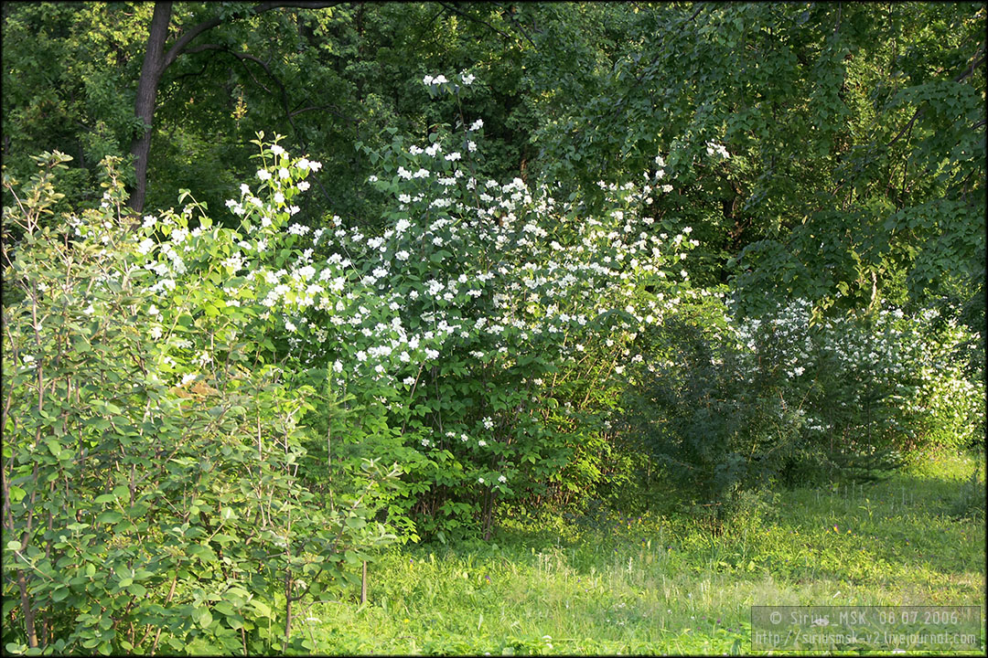 Бирюлёвский лесопарк, 08.07.2006