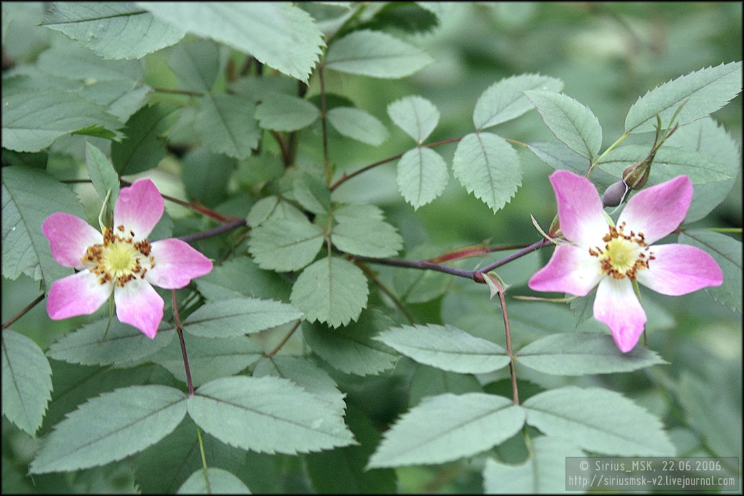 Бирюлёвский лесопарк, 22.06.2006
