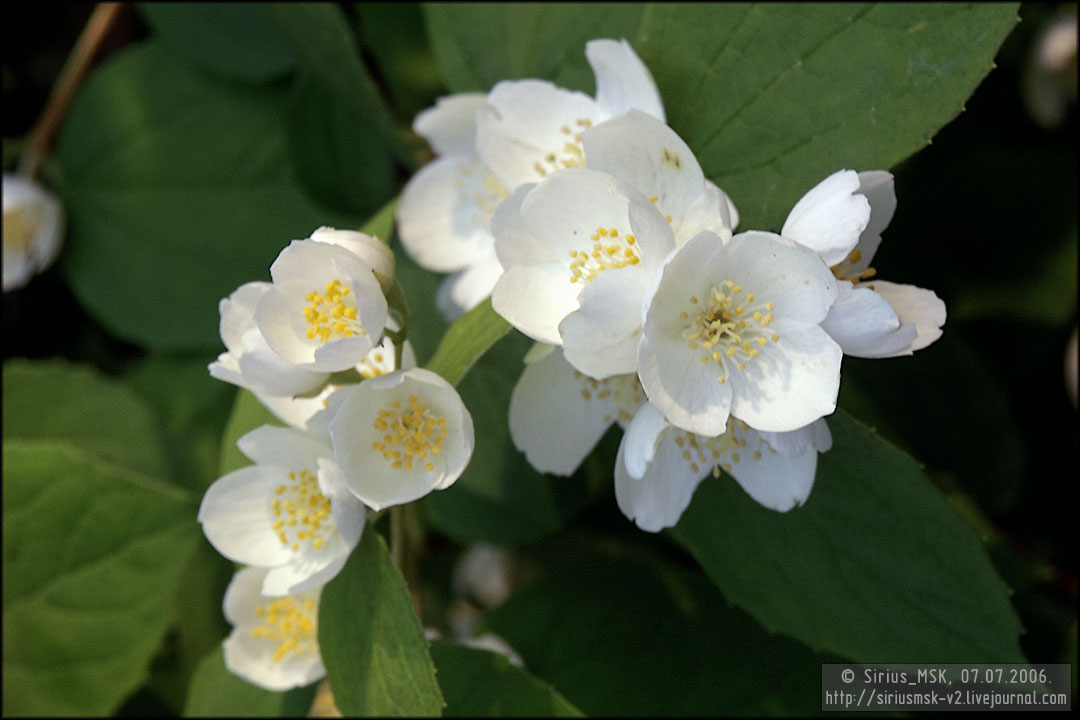 Бирюлёвский лесопарк, 07.07.2006