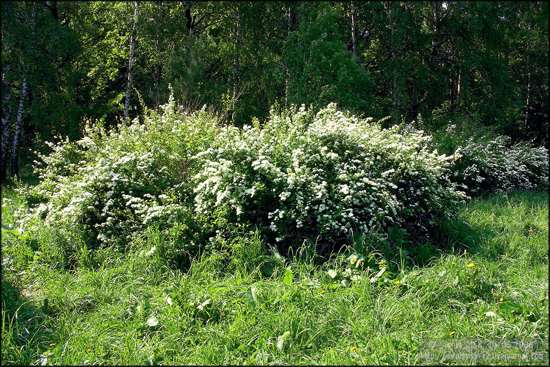 Бирюлёвский лесопарк, 29.04.2006