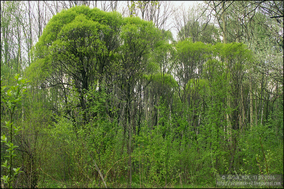 Бирюлёвский лесопарк, 13.05.2006