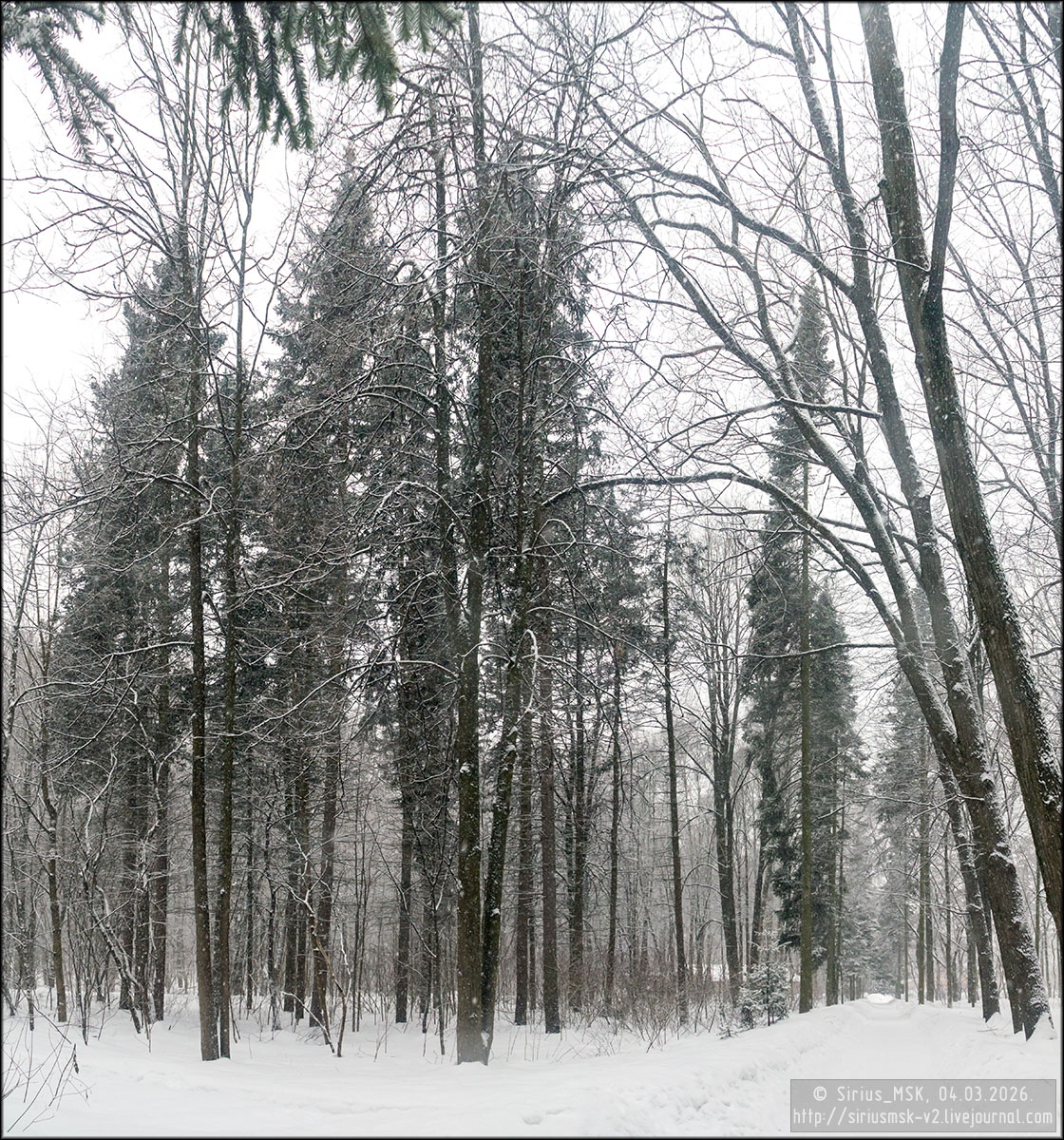 Бирюлёвский дендропарк, 05.01.2026
