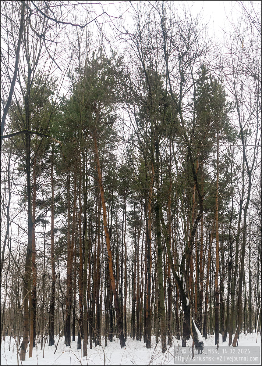 Бирюлёвский дендропарк, 05.01.2026
