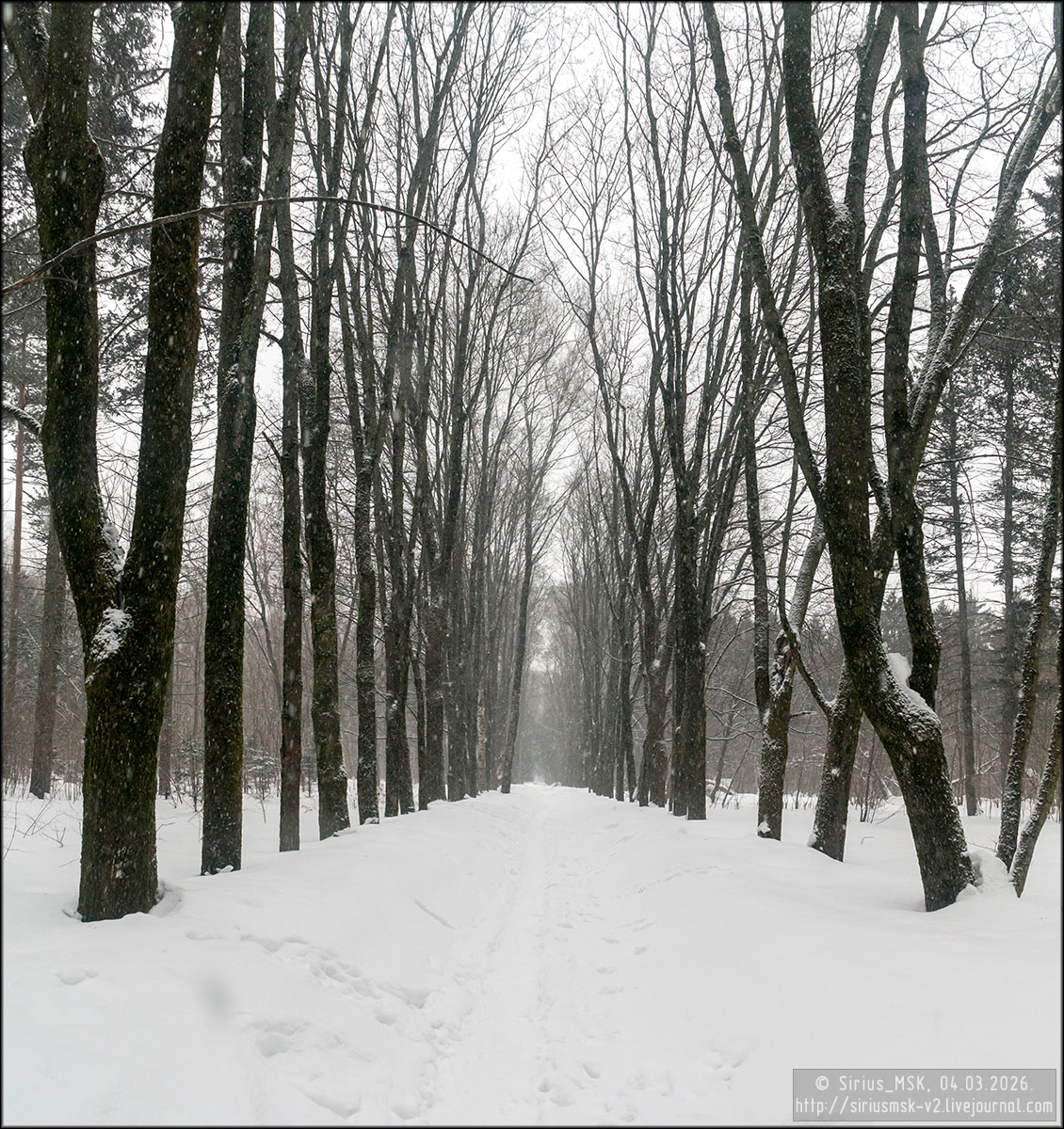 Бирюлёвский дендропарк, 05.01.2026