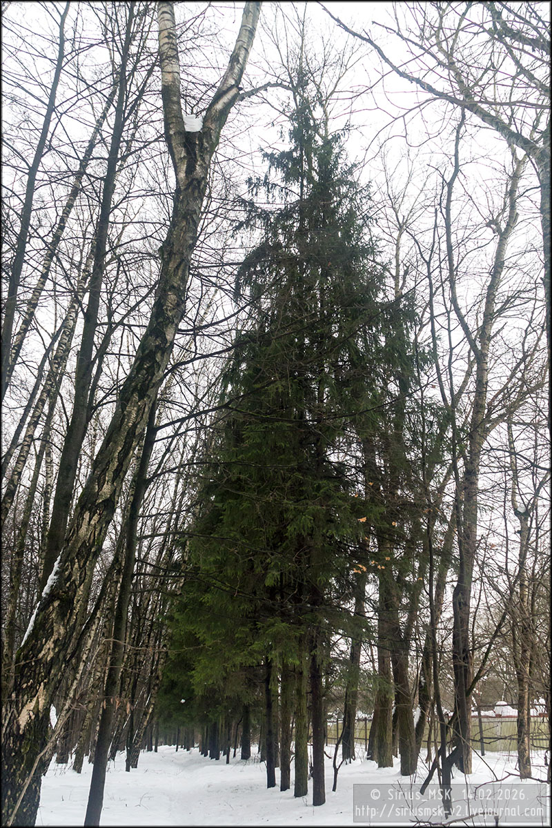 Бирюлёвский дендропарк, 05.01.2026