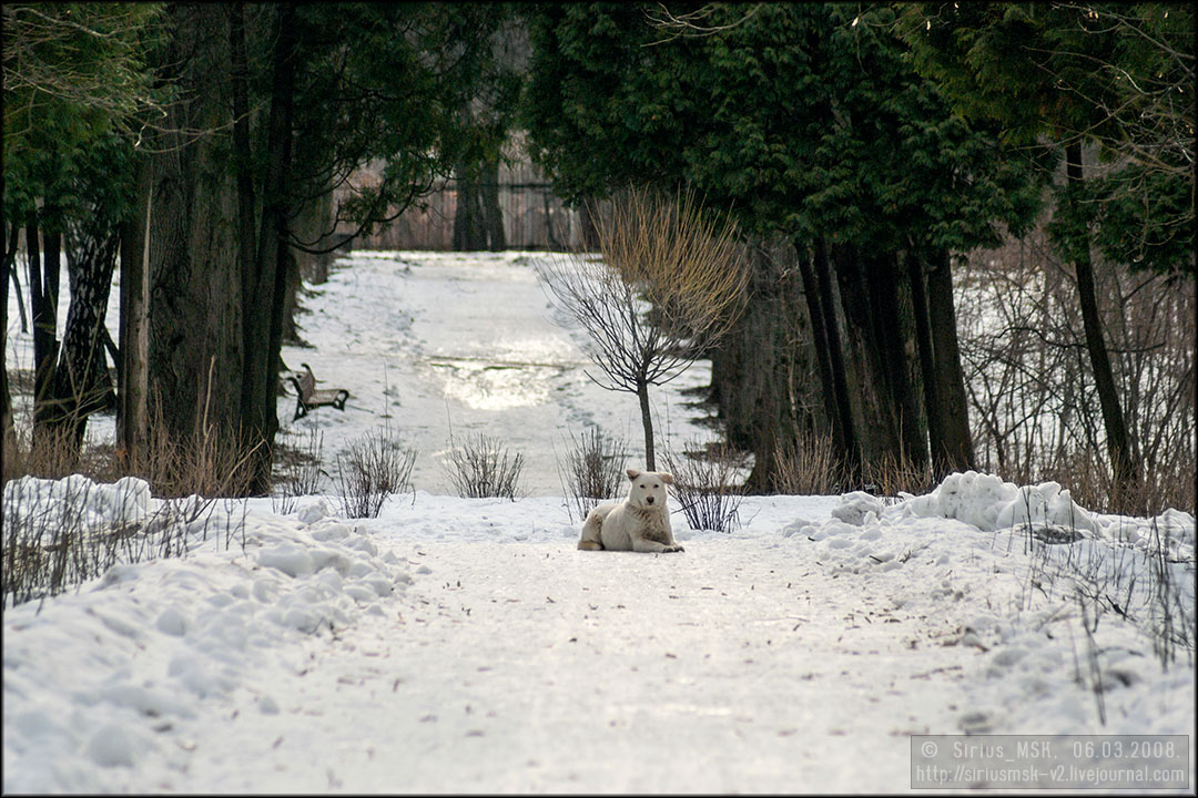 Бирюлёвский дендропарк, 06.03.2008